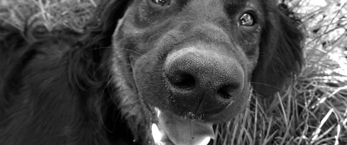 Co opowiesz o swoim szefie za kilkadziesiąt lat na spacerze z psem? Co o tobie opowiadają na spacerach z psem?